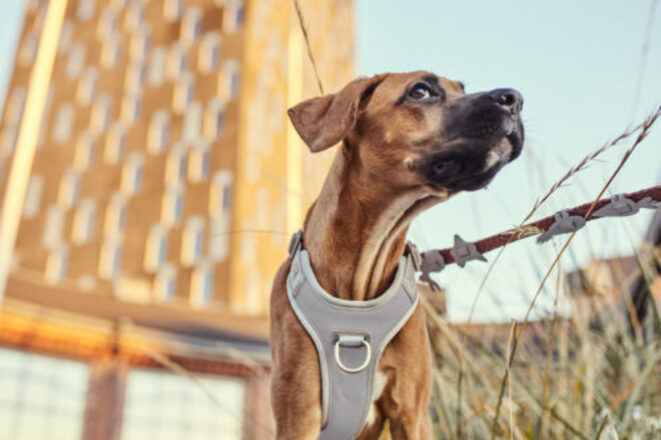 Hurtta Venture harness no-pull shadow, 35-40 cm 2