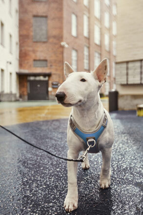 Hurtta Venture harness no-pull bilberry, 35-40 cm 3