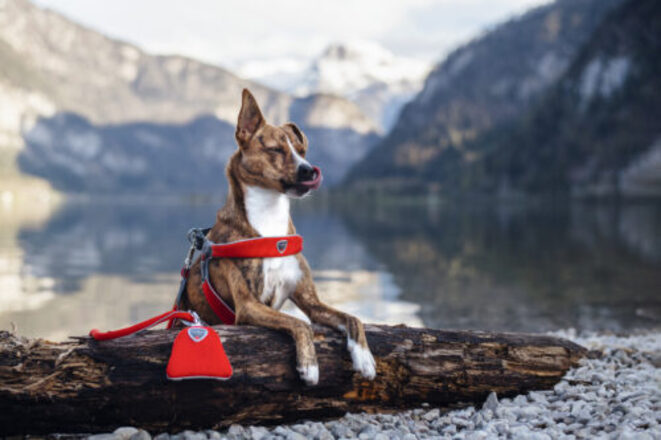 Coralpina harness rood 2