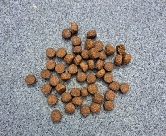 Diesel All Breeds Zalm Puppy