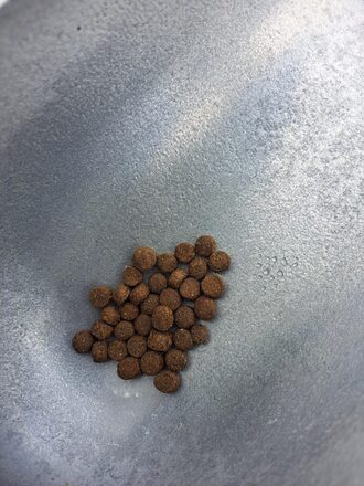 Diesel pup met verse zalm