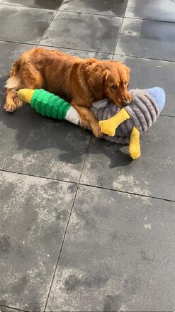 nikkie xxl eend 90 cm