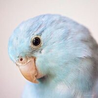 vogel 3