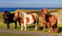 Shetland-Pony