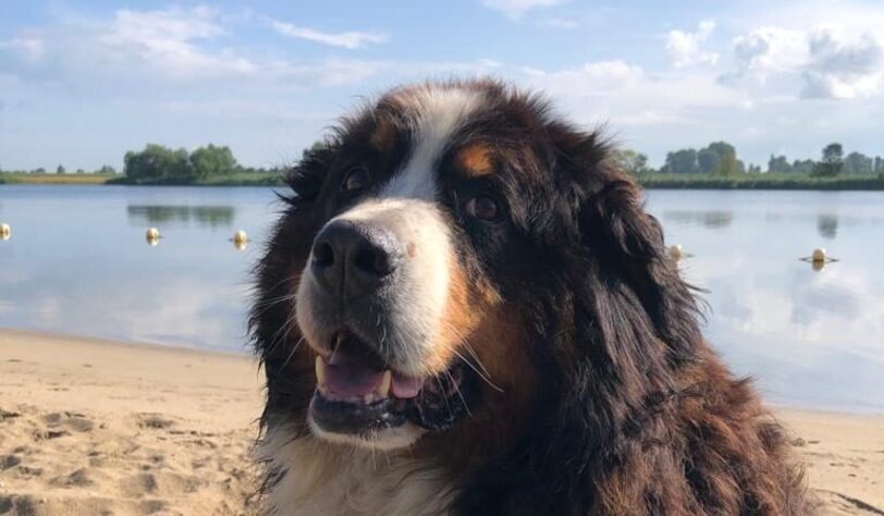 indy